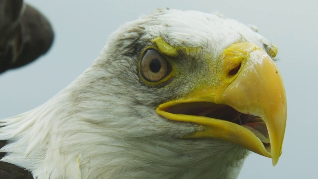用镜头移动秃头鹰的头部和翅膀的位置，好像在飞行视频素材