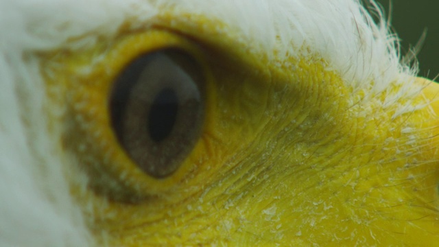 ECU的非洲鱼鹰眼和喙视频素材