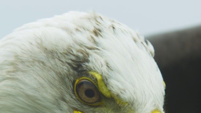 ECU秃鹰正面头部，背景中有升起的翅膀视频素材