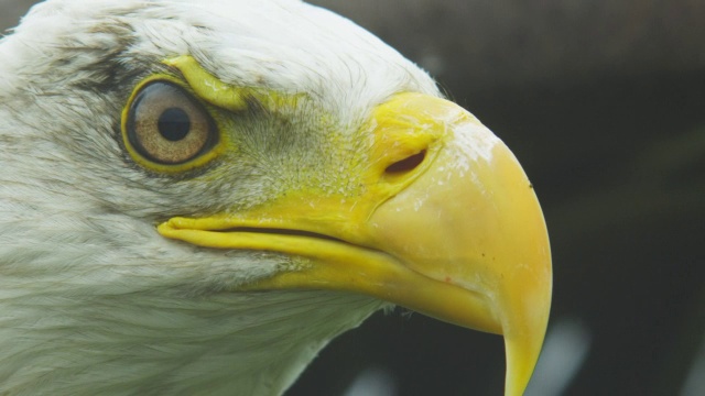ECU显示秃鹰正面头部，背景中有升起的翅膀视频素材