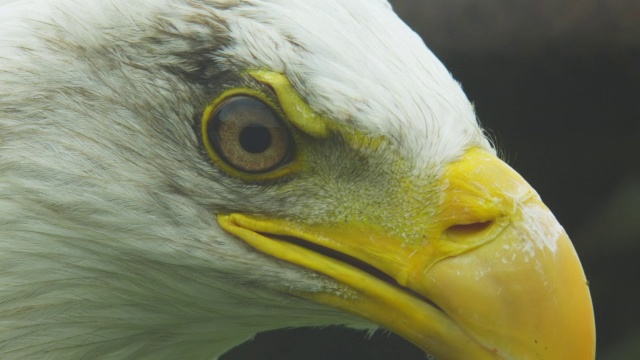 ECU的秃头鹰头像，翅膀在背景和相机运动，好像在飞行视频素材