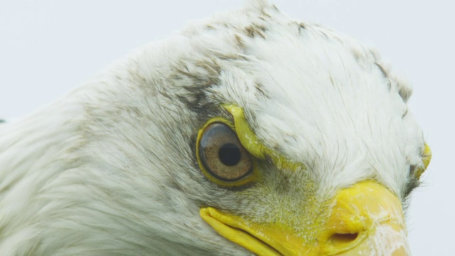 ECU的秃鹰正面头部向下看，翅膀抬起在背景和摄像机运动，好像在飞行视频素材