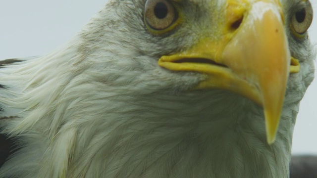 ECU头的秃鹰向下看，在背景和相机运动，好像在飞行视频素材