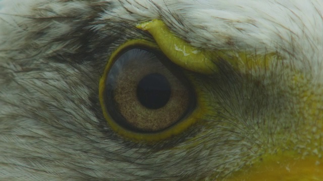 ECU秃鹰的眼睛转身视频素材