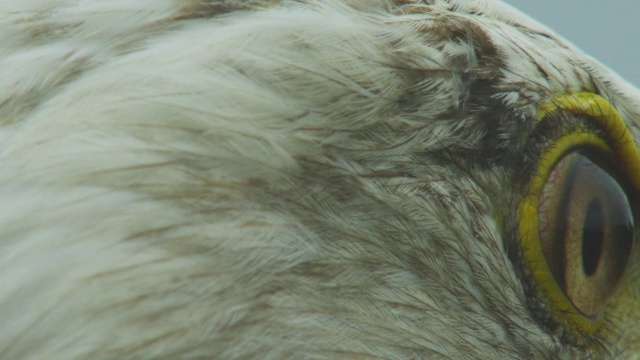 ECU秃鹰的眼睛变成了侧面视频素材