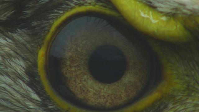 白头鹰眼球填充架的R/F到ECU轮廓视频素材