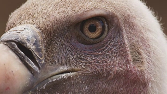 ECU的面孔非洲秃鹫环顾四周视频下载