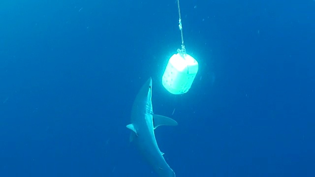 短鳍灰鲭鲨在南非西开普近海潜水期间对诱饵盒感兴趣。视频素材