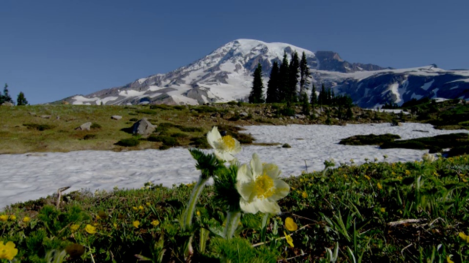 广角拍摄雪山雷尼尔与黄色的花和雪在草地在前景视频下载