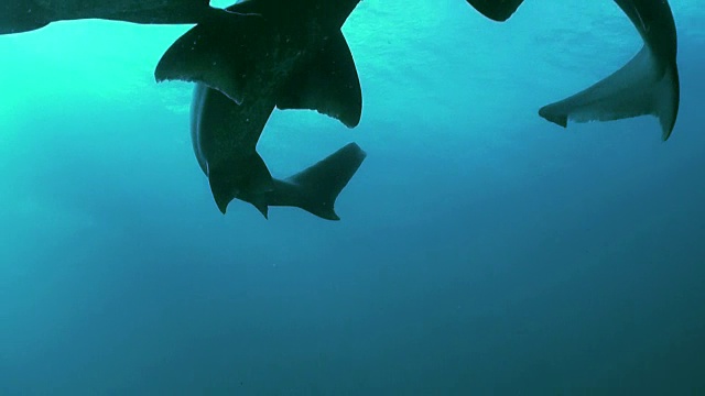 南非西蒙敦福斯湾的海藻森林中，两条宽鼻七鳃鲨在镜头前相撞。视频素材