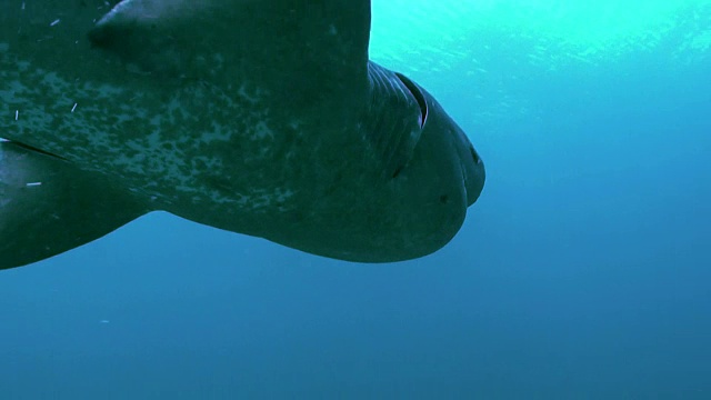 南非西蒙敦的福斯湾，宽鼻七鳃鲨游向镜头的前方。视频素材