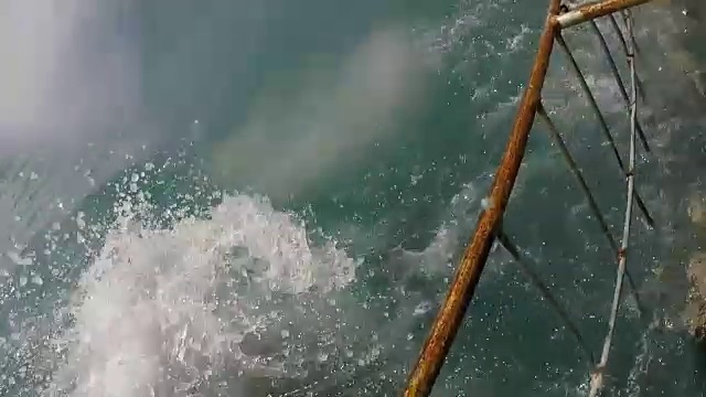 南非的甘斯拜，大白鲨已经跃出水面，想要咬住诱饵，但没打中视频下载
