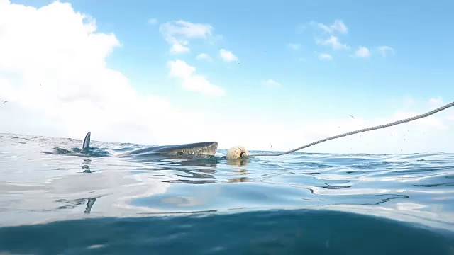 在南非的甘斯拜，大白鲨在镜头前张开嘴巴慢慢游动视频下载