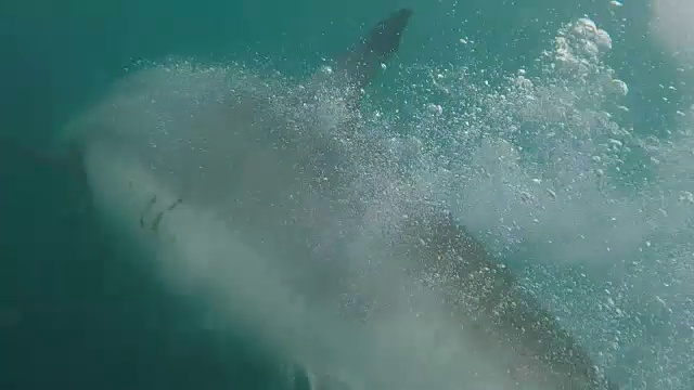 南非干斯拜，大白鲨在做部分裂口动作时炫耀他所有的牙齿视频下载