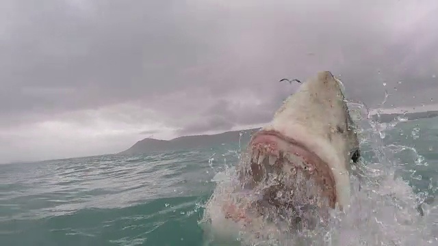 南非干斯拜，大白鲨部分裂开，嘴巴张得大大的，露出所有牙齿视频下载