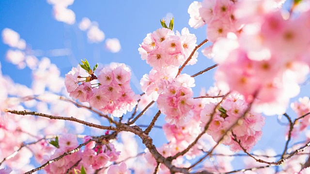 樱花在晴朗的天空背景视频素材