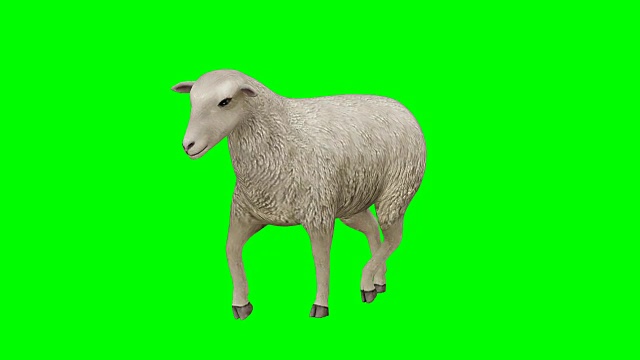 羊走绿屏(可循环)视频素材