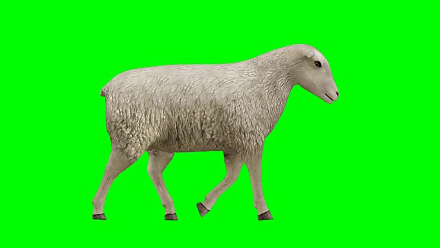 羊走绿屏(可循环)视频素材