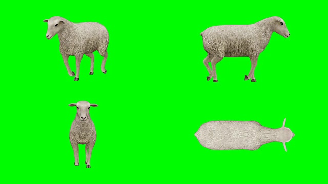 羊走绿屏(可循环)视频下载