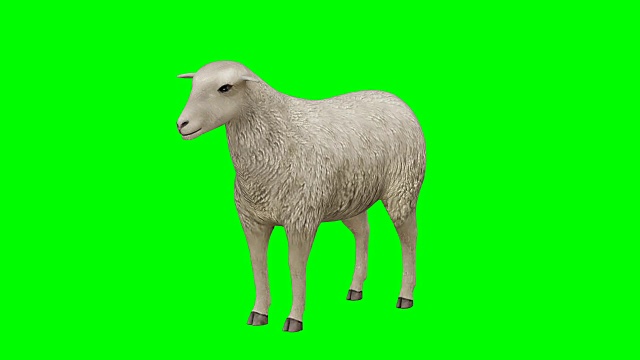 羊闲绿屏(可循环)视频素材