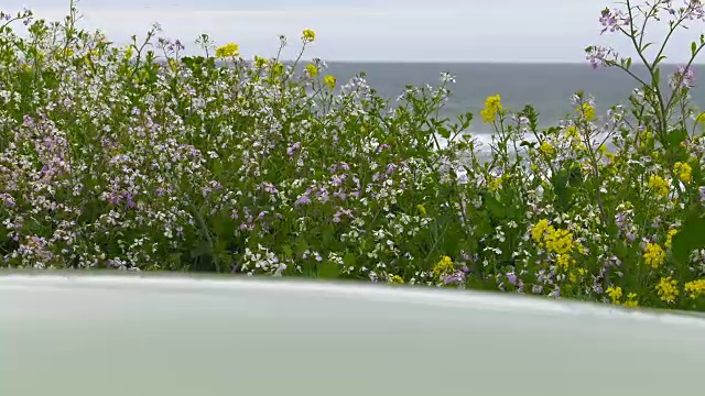 光滑的表面与野花和海洋的背景。视频下载