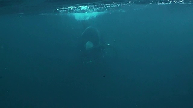 挪威北部Senja地区，一只雄性虎鲸正游过一个鲱鱼饵球。视频下载