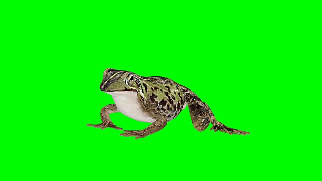 吃蛙绿屏(可循环使用)视频下载