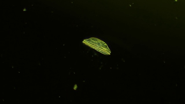 微生物-硅藻视频下载