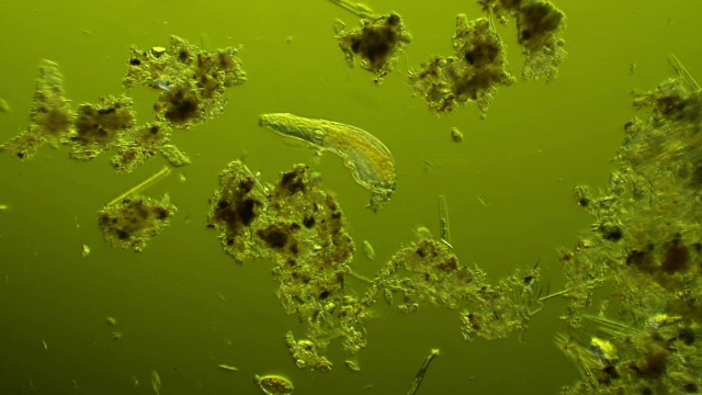 微生物-轮虫视频下载