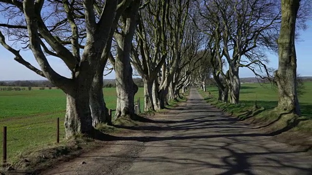 北爱尔兰的黑暗树篱视频下载