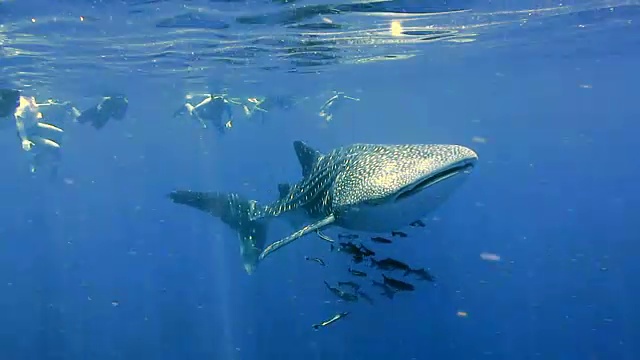 濒临灭绝的远洋鲸鲨(犀牛类)和军曹鱼(Rachycentron canadum)与人们一起游泳。这是动物原始本能行为的完美展示。视频素材