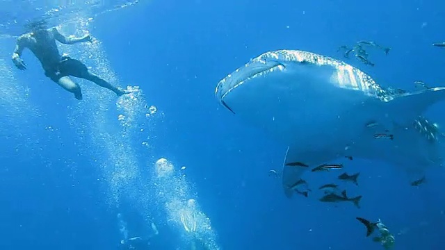 濒临绝种的远洋鲸鲨(犀牛类)与军曹鱼和人类一起游泳。这是动物原始本能行为的完美展示。一种共生关系确保了它们作为一个物种的成功和生存。视频下载