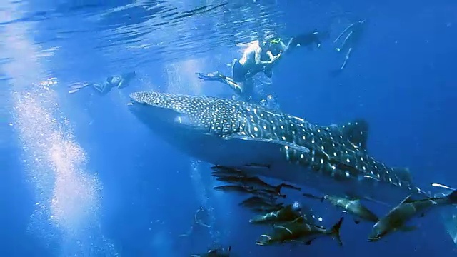 濒临绝种的远洋鲸鲨(犀牛类)与军曹鱼和人类一起游泳。这是动物原始本能行为的完美展示。一种共生关系确保了它们作为一个物种的成功和生存。视频素材