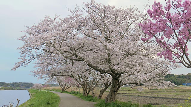 日本千叶市新川河边的樱花视频素材