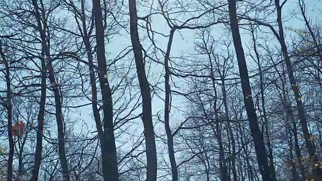 穿过阳光明媚的春天森林视频素材