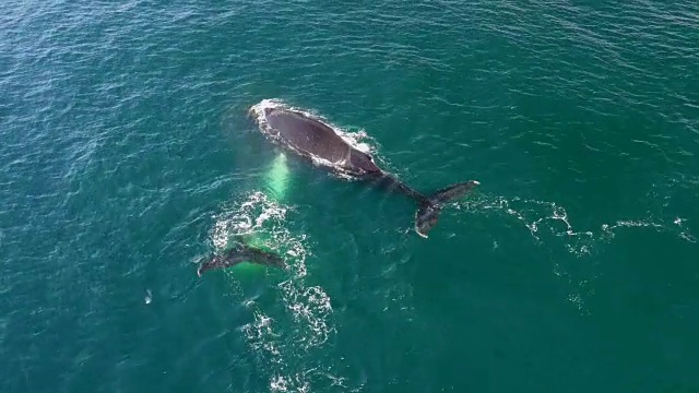 在南极洲的座头鲸无人机视图视频素材