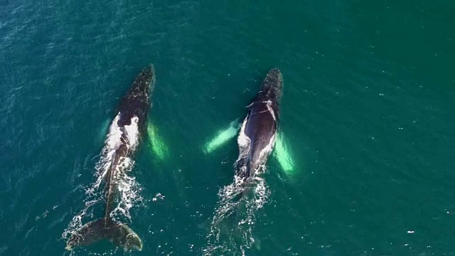 在南极洲的座头鲸无人机视图视频素材
