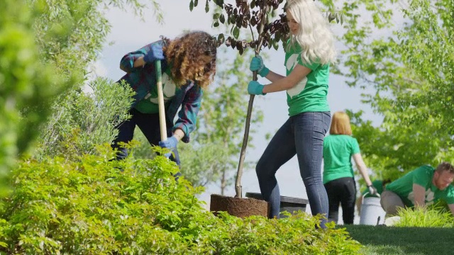 志愿者植树/雪松山，美国犹他州，中低角度视图视频下载