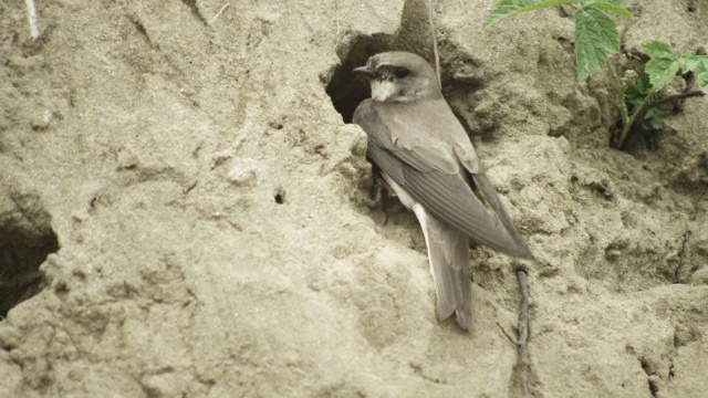 在Tisza河岸的巢洞里，MS Sand Martin飞走了视频素材