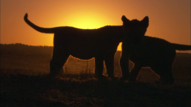 2个非洲狮幼崽的剪影与日落的背景打架视频下载