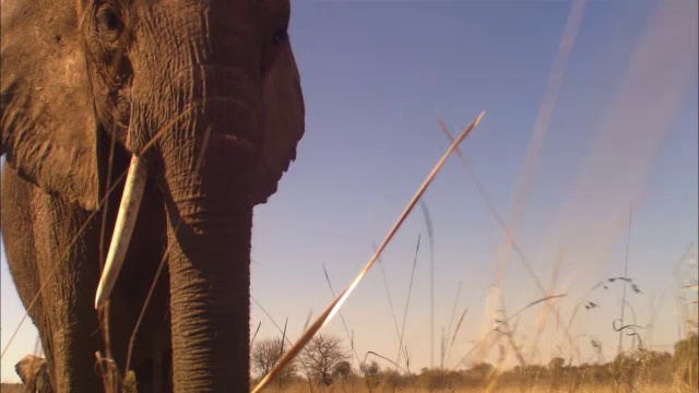 在洛杉矶的赛道上，非洲大象走得非常近视频下载