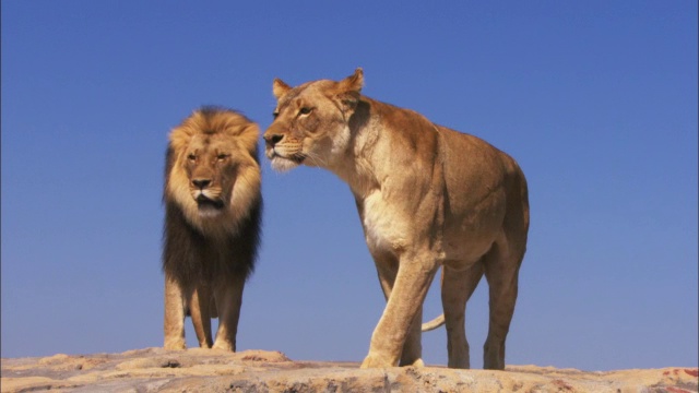 非洲狮和母狮从岩石顶上往外看视频下载