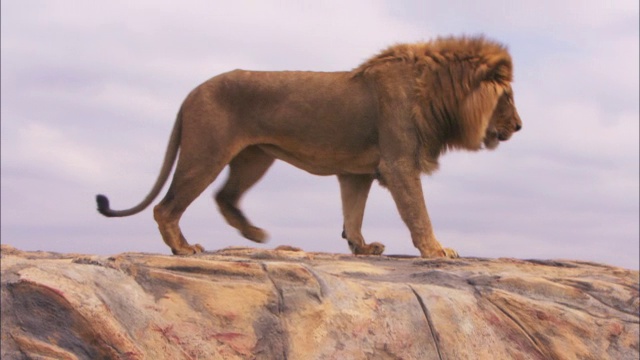 公非洲狮在岩石上咄咄逼人地奔跑，然后停下来向外张望视频下载