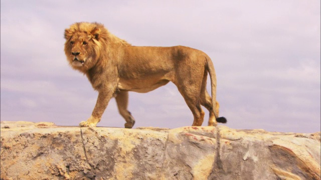 洛杉矶一只雄性非洲狮在岩石上走来走去视频下载