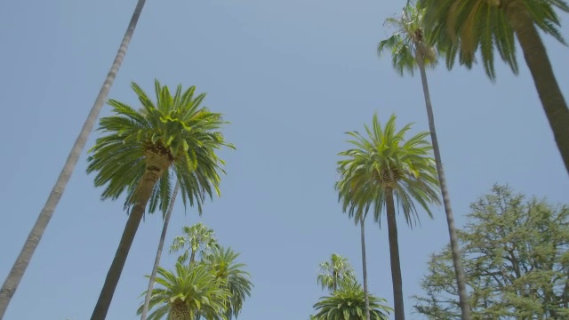 WS POV低角度棕榈树对晴朗的天空/好莱坞，洛杉矶市，美国加州视频素材