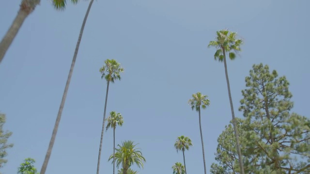 WS POV低角度棕榈树对晴朗的天空/好莱坞，洛杉矶市，美国加州视频素材