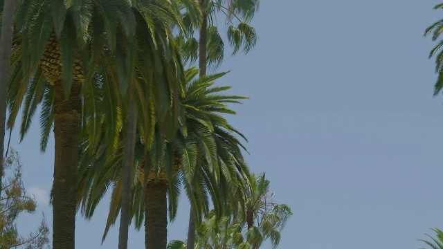 低角度的棕榈树/好莱坞，洛杉矶市，美国加州视频素材