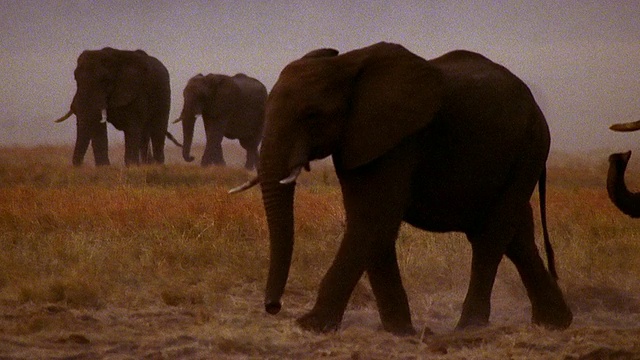 宽镜头拍摄一群非洲象穿过田野/非洲视频下载