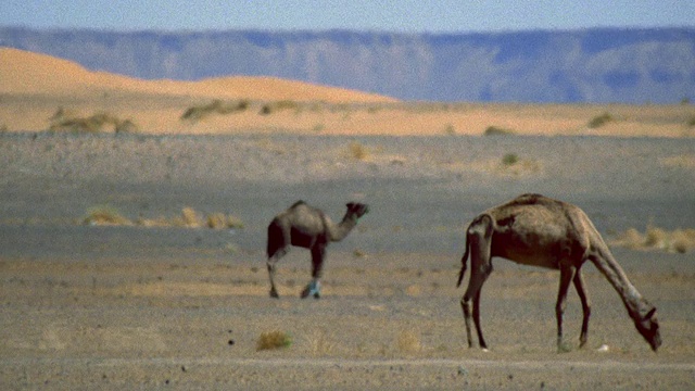 2只骆驼在撒哈拉沙漠/热浪/摩洛哥的小灌木上吃草视频下载
