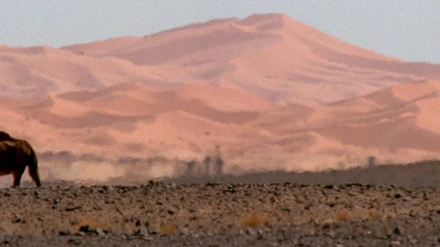 宽镜头骆驼走在沙丘后面的撒哈拉沙漠/热浪/山脉背景/摩洛哥视频下载